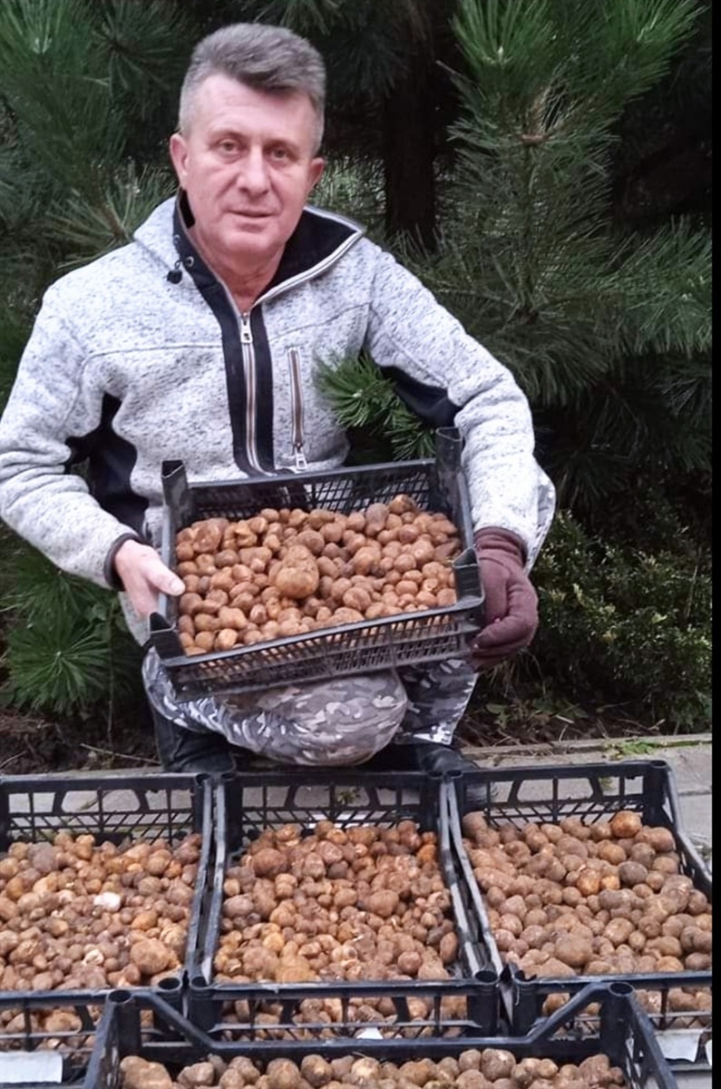 Це не картопля, а урожай трюфелів