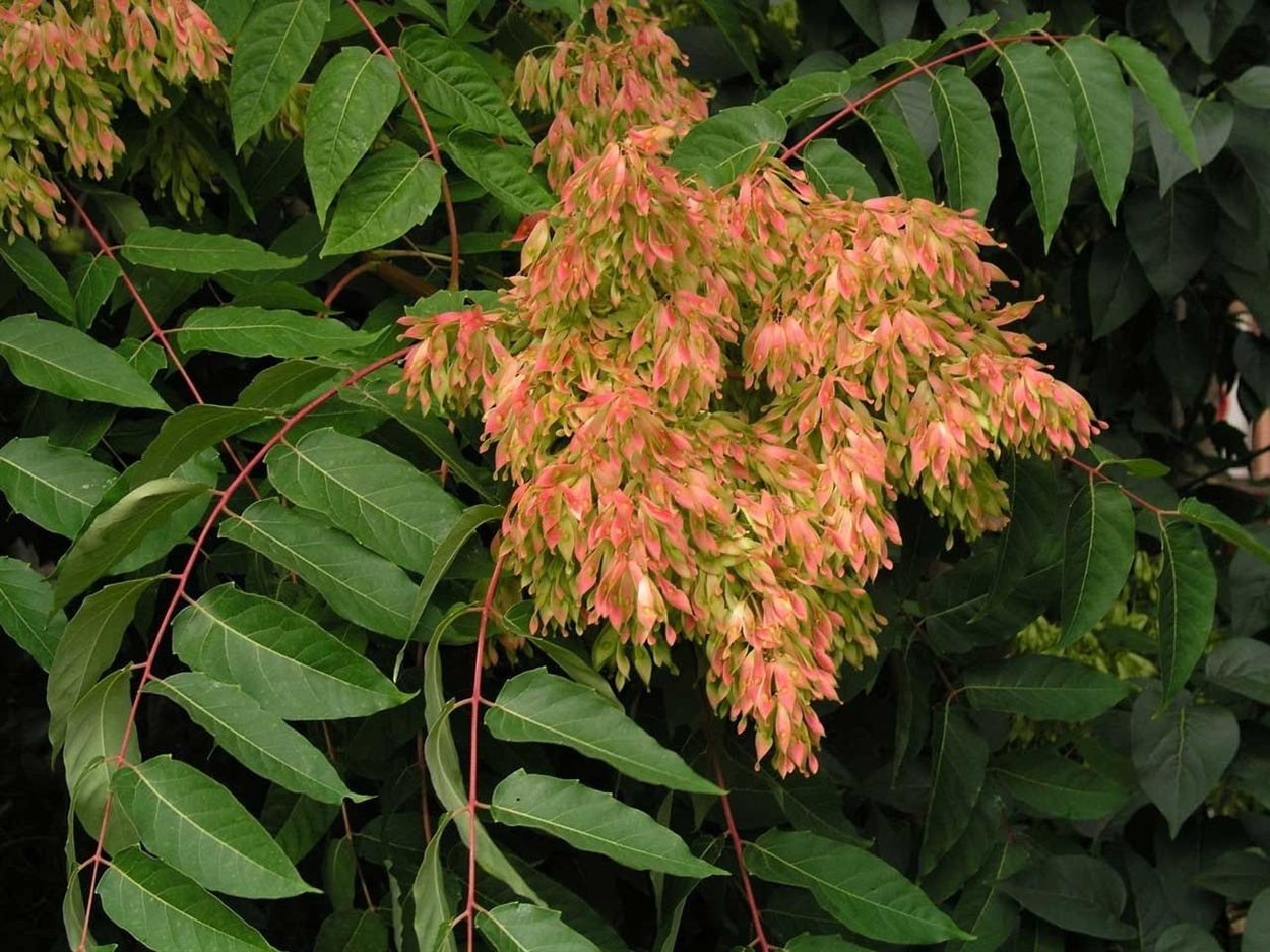 Айла́нт найви́щий (Ailanthus altissima).