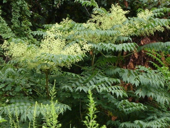 Аралія маньчжурська вона ж Аралія висока (Aralia elata (Miq.) Seem.) - завезений в Україну далекосхідний вид.