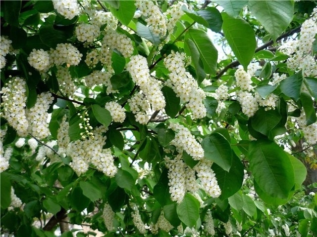 Черемха пізня